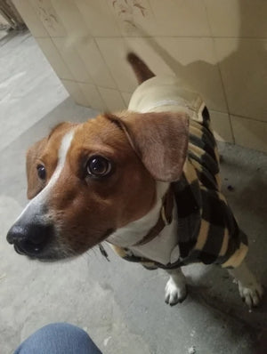 Dog wearing a checkered sweater