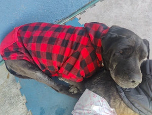 Dog wearing a checkered shirt sitting in front of a fireplace.
