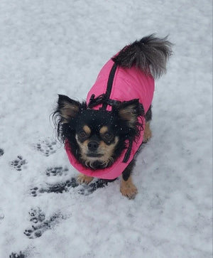 Pink pet vest 