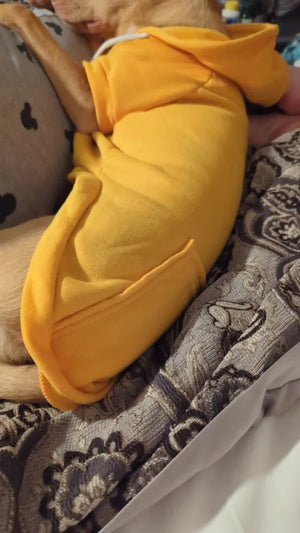  Dog wearing a checkered sweater