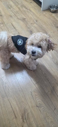 Small dog wearing a black bandana with a logo on a wooden floor.