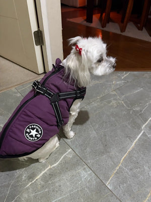 dog  jacket