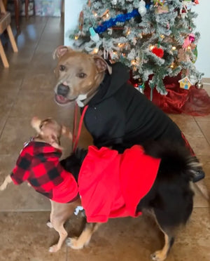 Dog wearing a checkered sweater