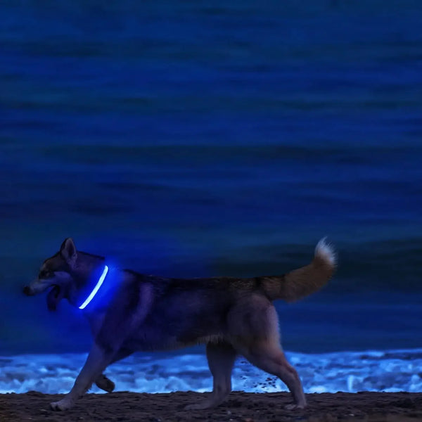 Dog walking on a beach at night with a glowing blue collar.

