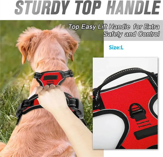 dog-buckles-best