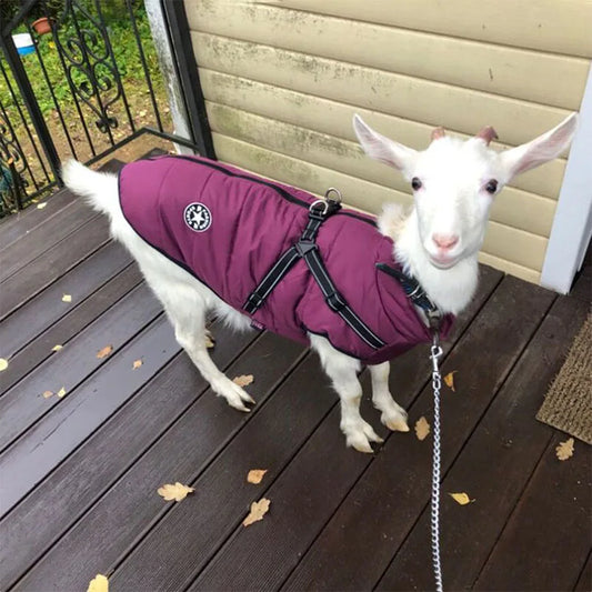 Cozy Pup Winter Jacket